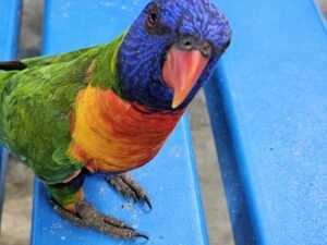 lorikeet