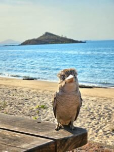 kookaburra staring at the camera with ocean views in the back ground