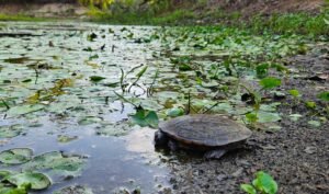 Fresh water Turtle
