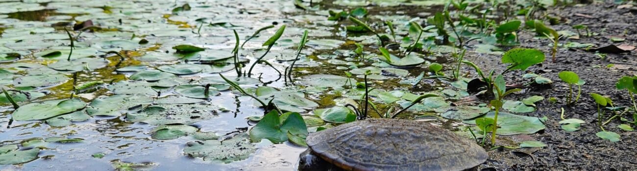 Fresh water Turtle