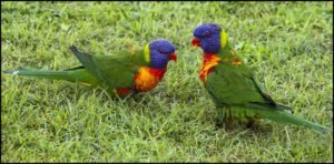 Lorikeets chatting on the grass