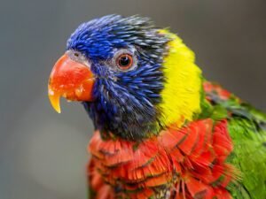 Lorikeet